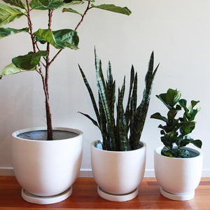 Pot Trays | Toast and honey studio