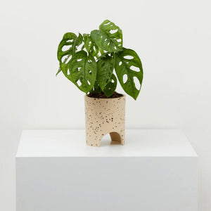Archie Pot - Salt Terrazzo by Capra Designs - Toast and honey studio