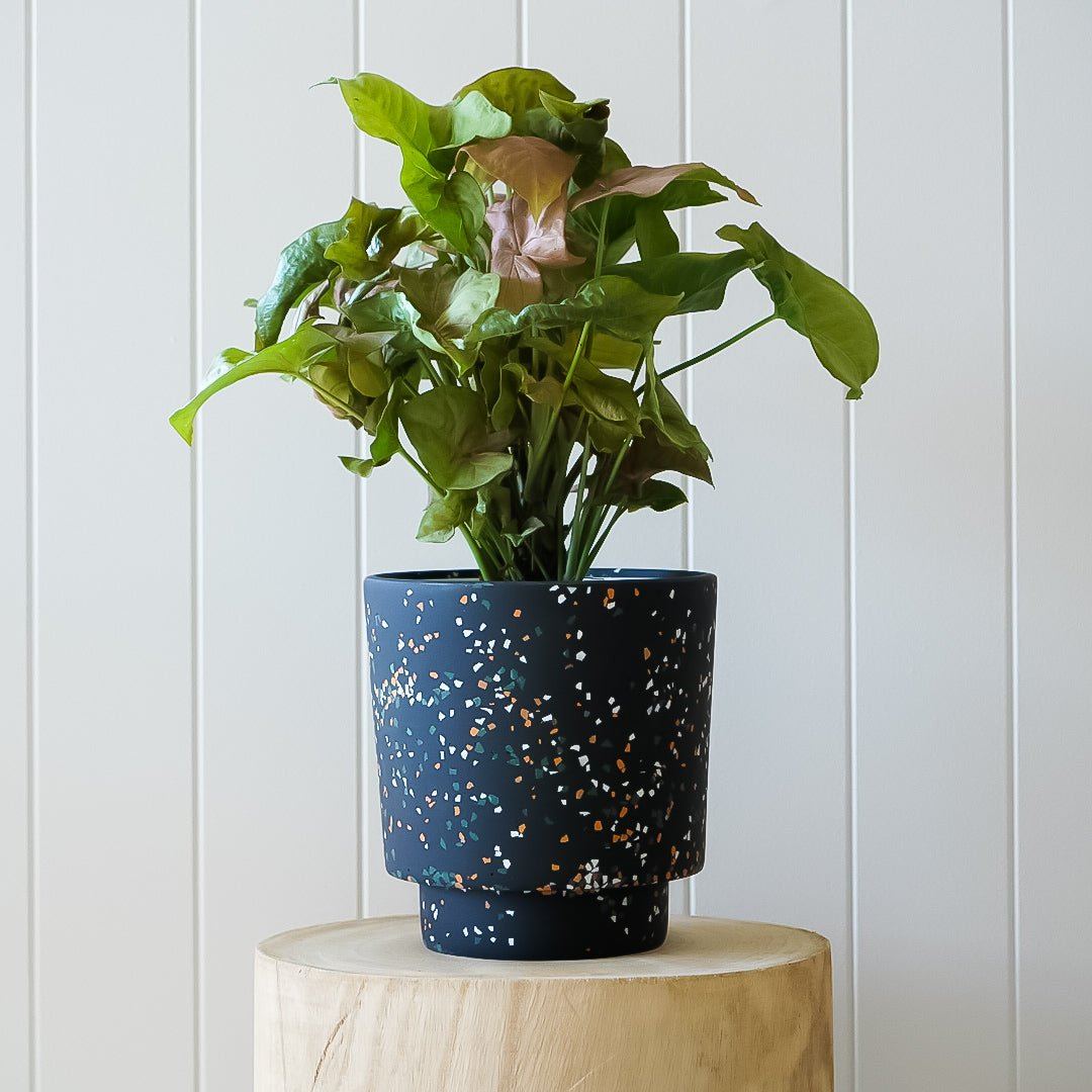 Banjo Pot - Black Terrazzo by Capra Designs - Toast and honey studio