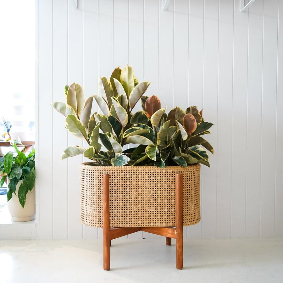 Beliz Planter & Ficus Elastica Package - Toast and honey studio