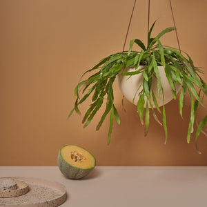 Block Colour Dome Hanging Planter - Salt by Capra Designs - Toast and honey studio