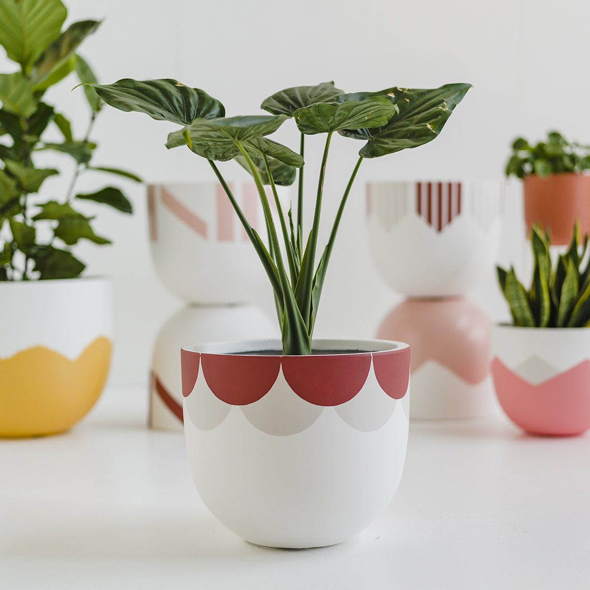 ceramic plant pots melbourne Bloom Planter