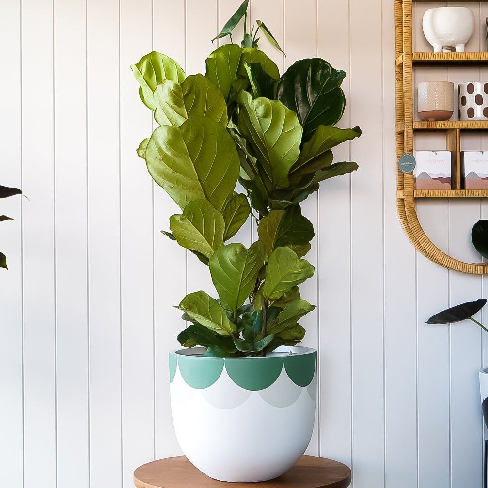 Bloom Planter - Green in Small - Toast and honey studio