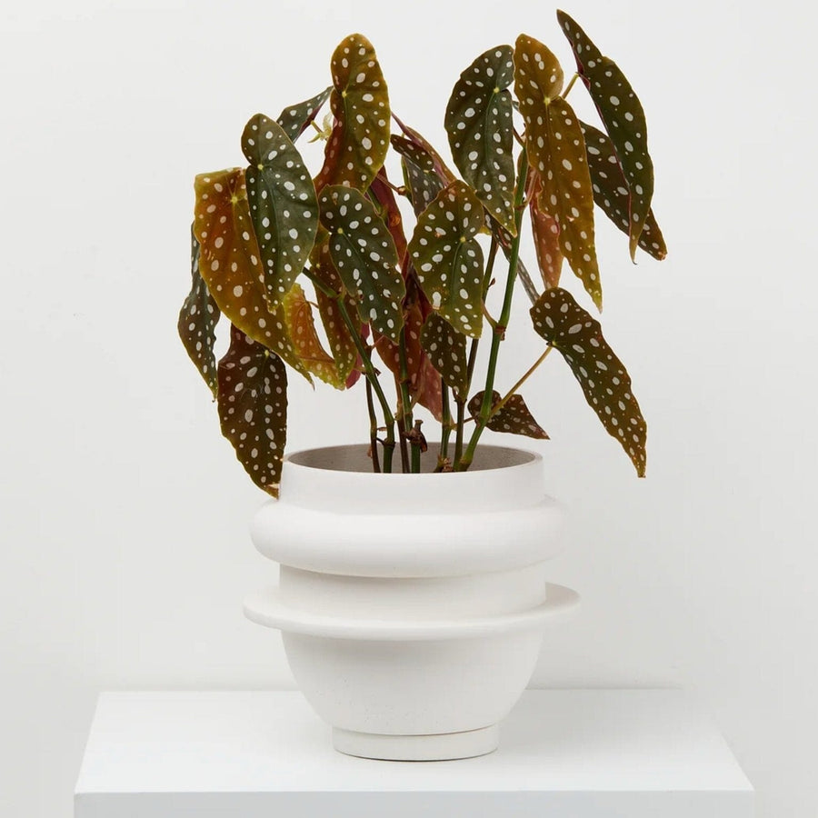 Bud Pot - White by Capra Designs - Toast and honey studio