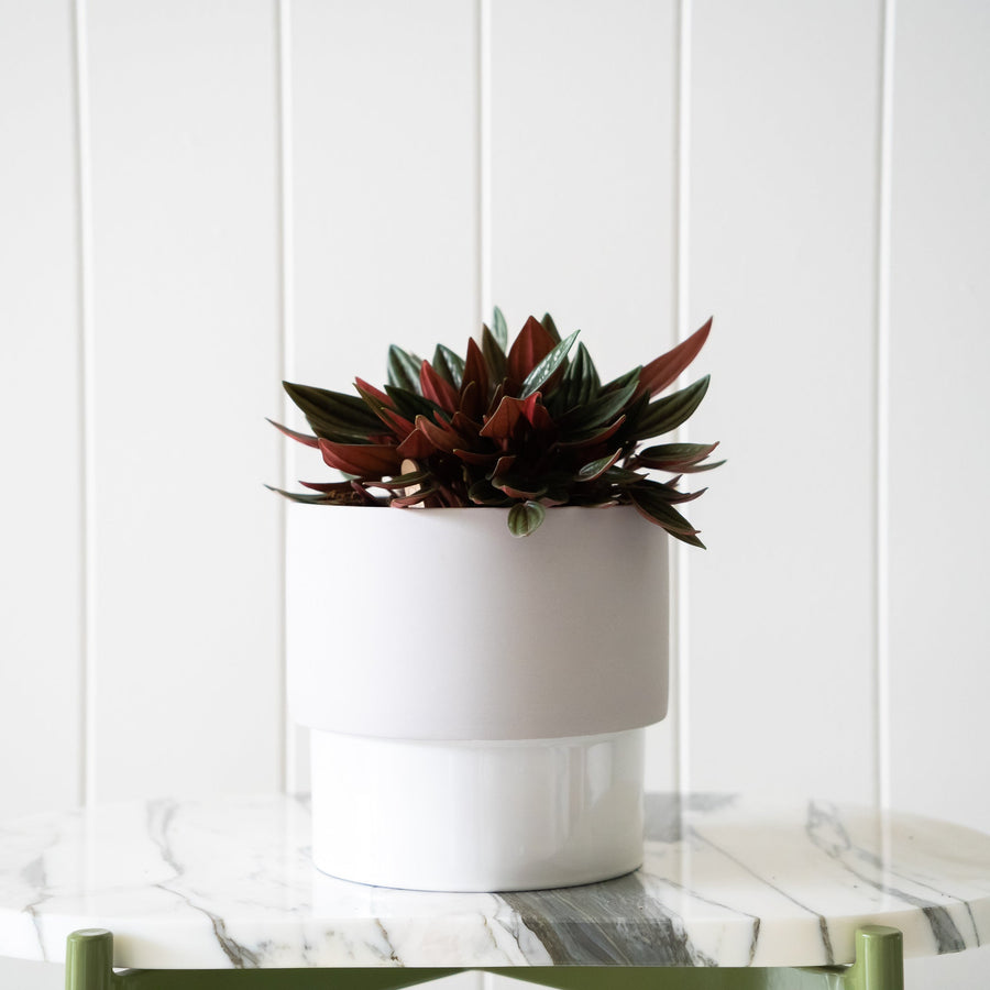 Ceramic Planter - White/Grey - Toast and honey studio
