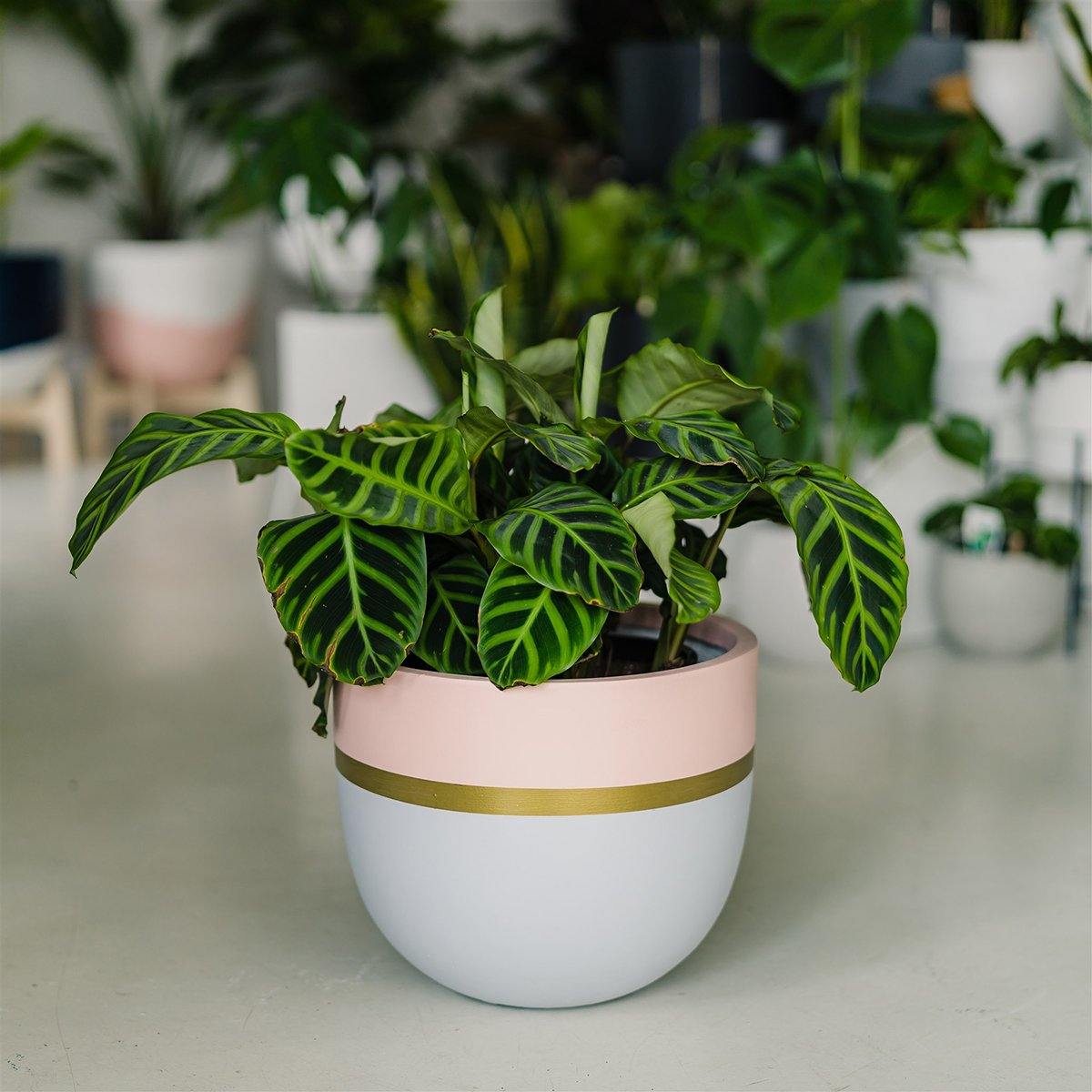 Cosmopolitan Planter - Pink in Small - Toast and honey studio