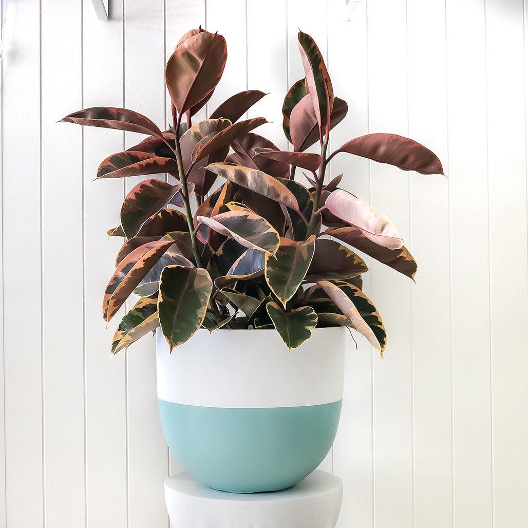 Dipped Planter and Ficus Elastica Package - Toast and honey studio