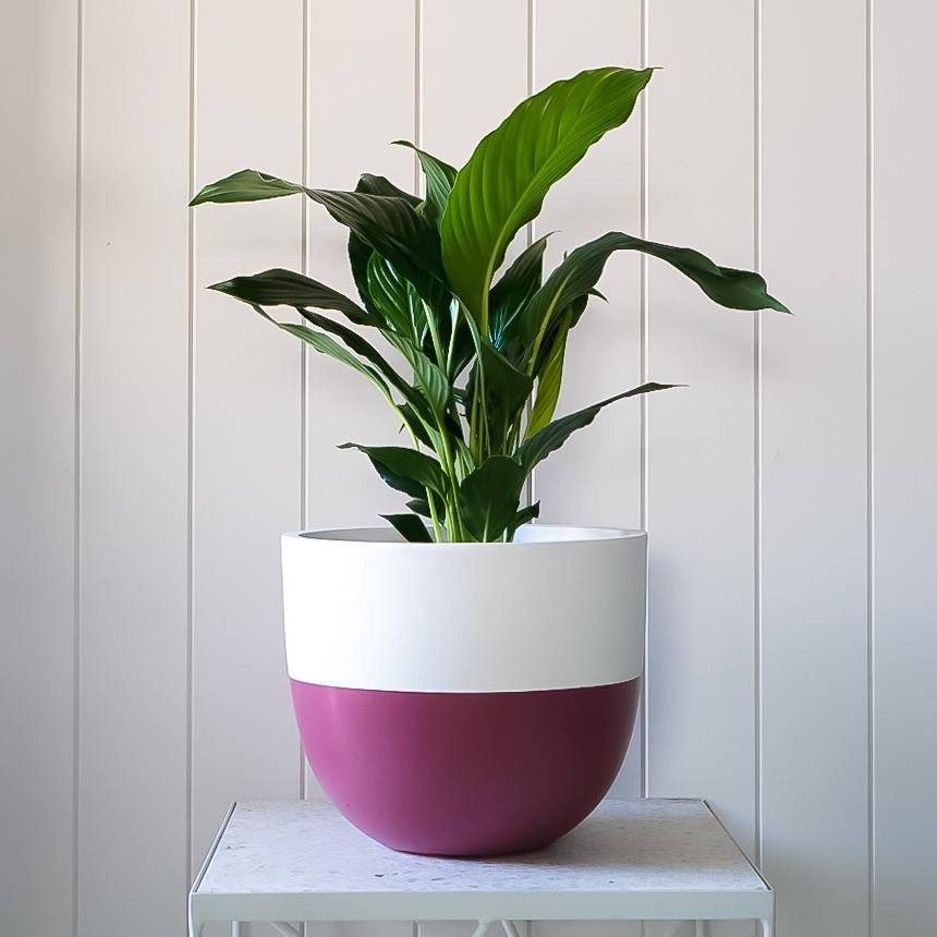 Dipped Planter - Berry in Extra Small - Toast and honey studio
