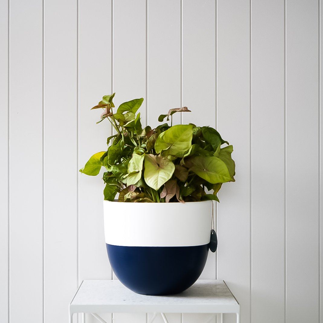 Dipped Planter - Blue in Extra Small - Toast and honey studio