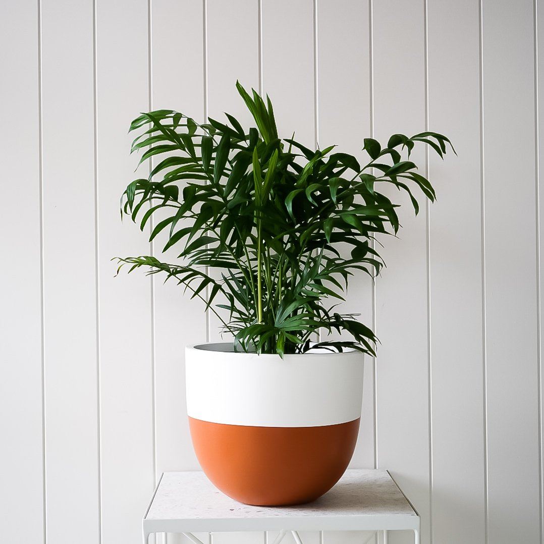 Dipped Planter - Terracotta in Extra Small - Toast and honey studio