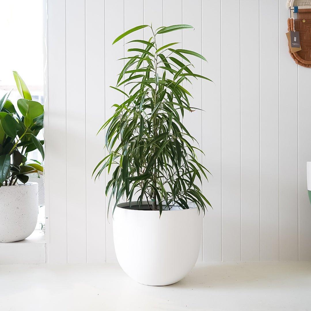 Ficus Longifolia - 30cm Nursery Pot - Toast and honey studio
