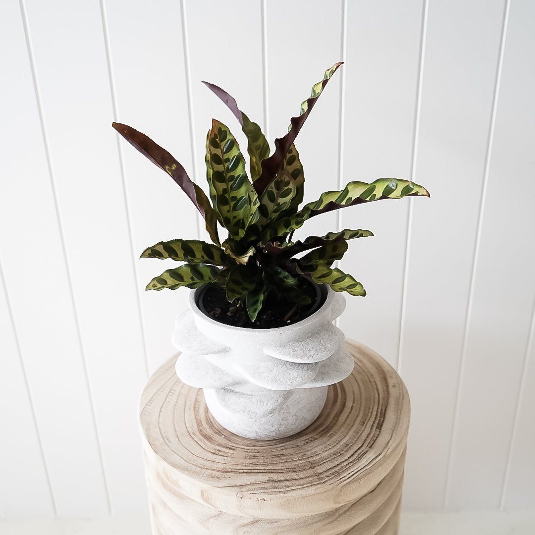 Herold Planter and Calathea Package - Toast and honey studio