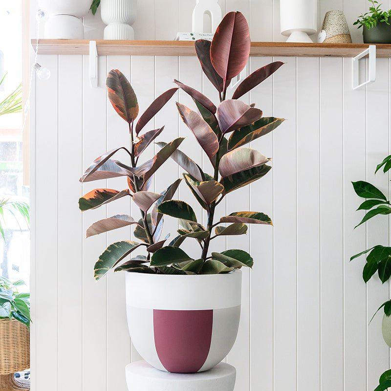 indie plant pots Indie Planter