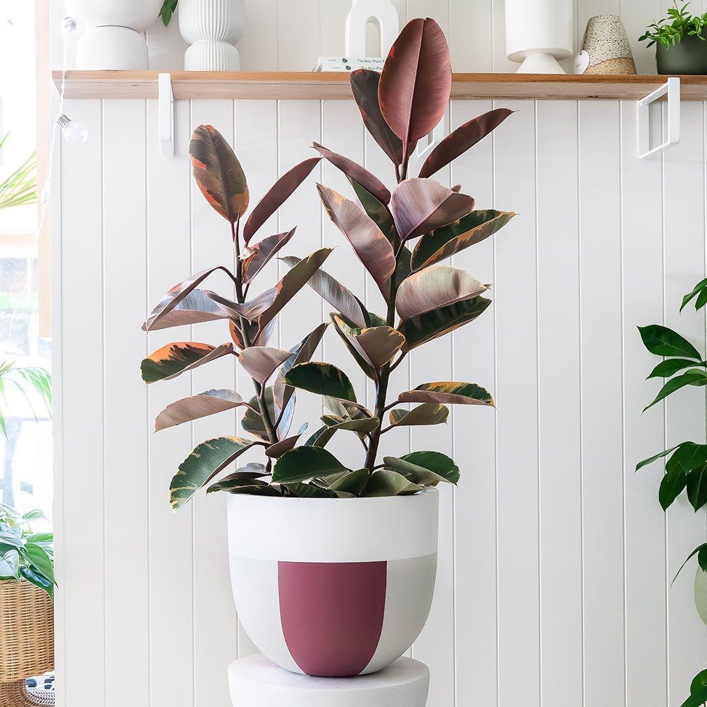 Indie Planter and Ficus Elastica Package - Toast and honey studio