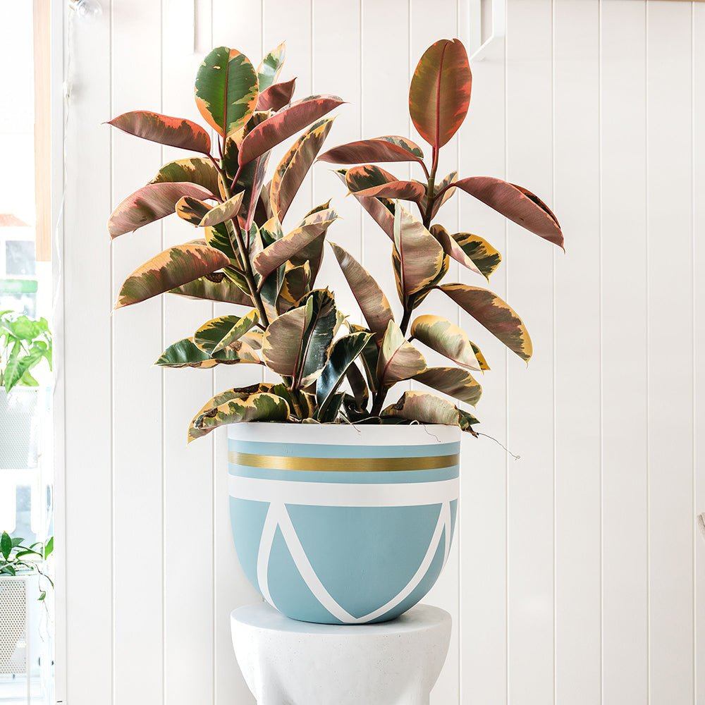 Ivy Planter and Ficus Elastica Package - Toast and honey studio