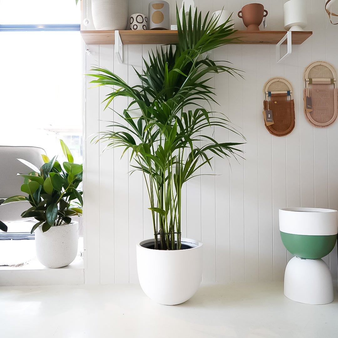 Kentia Palm - 30cm Nursery Pot - Toast and honey studio