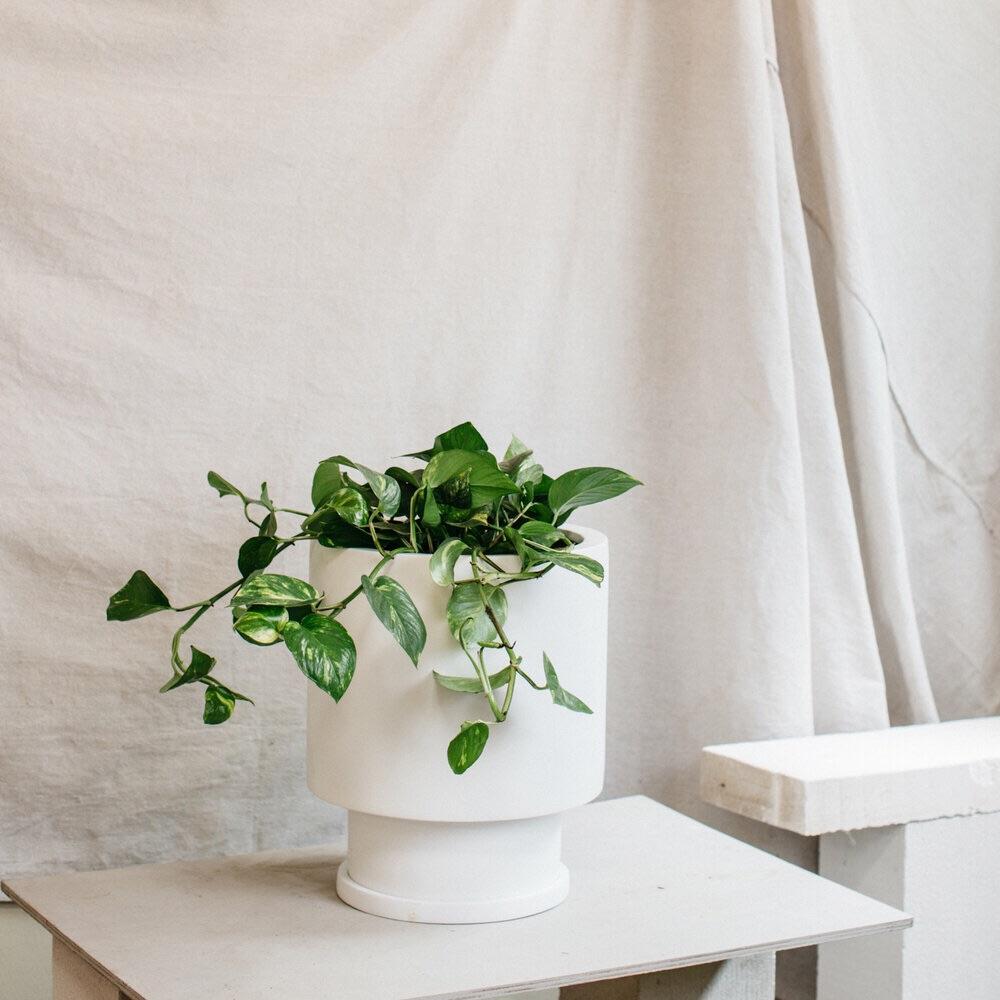 Low Tower Planter by the Plant Society x Capra Designs - Toast and honey studio