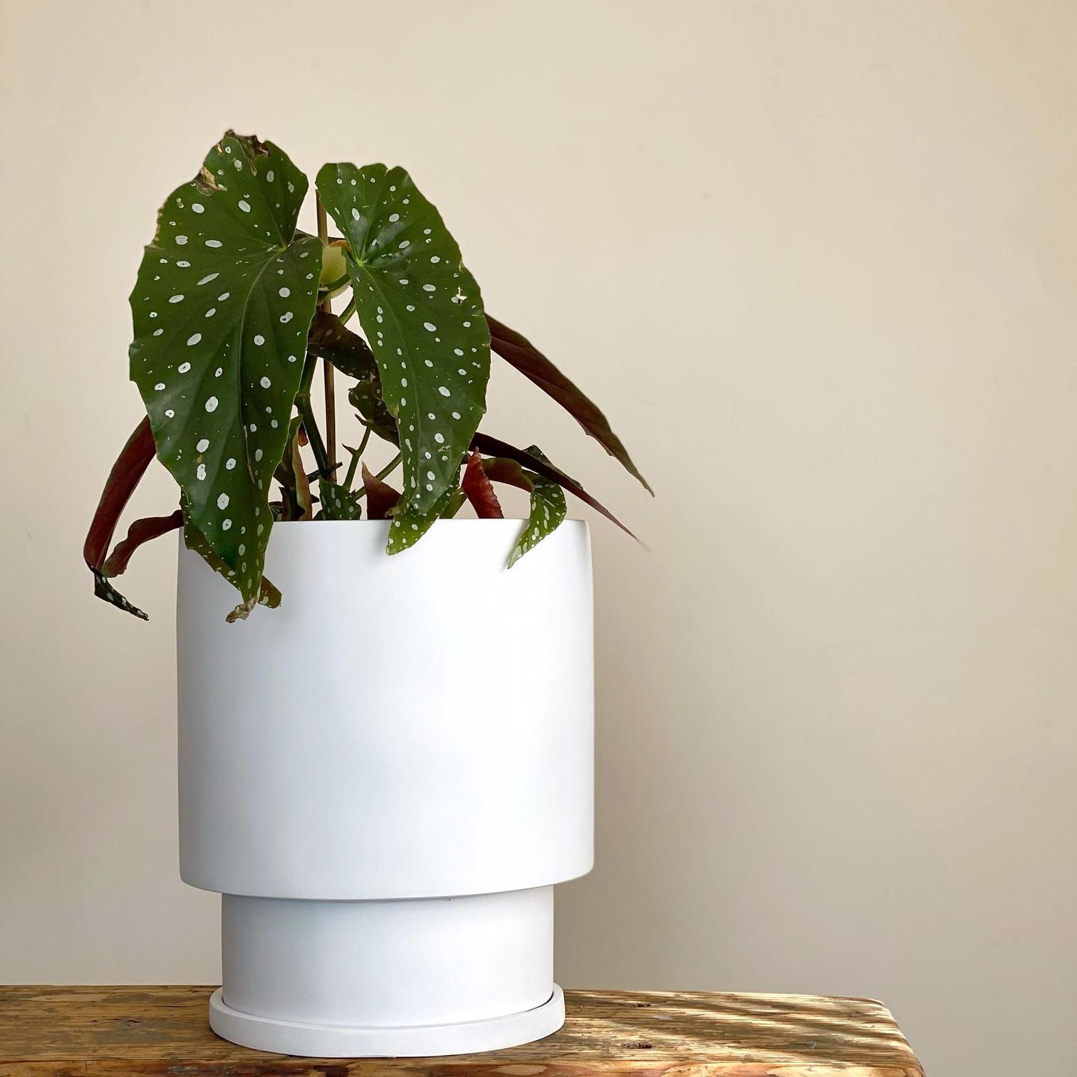 Midi Low Tower Planter - White by the Plant Society x Capra Designs - Toast and honey studio