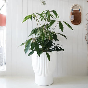 Odessa Planter - White - Toast and honey studio