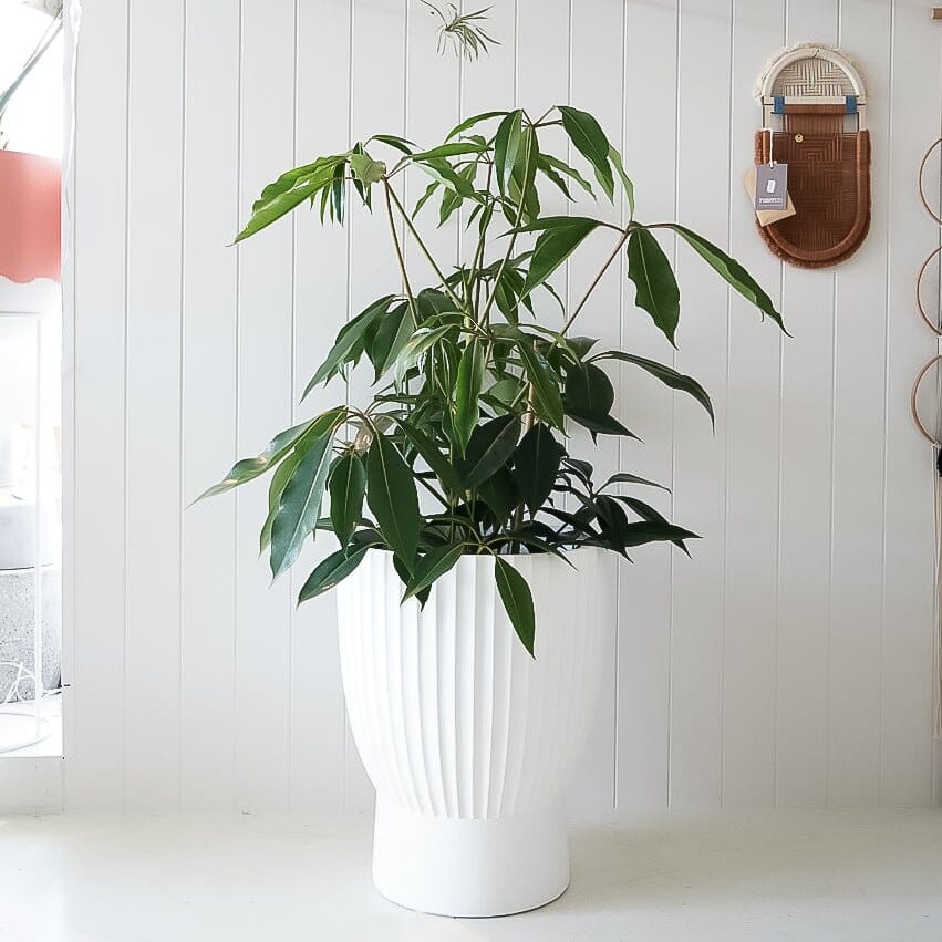 Odessa Planter - White - Toast and honey studio