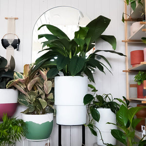 Optic Planter - White - Toast and honey studio