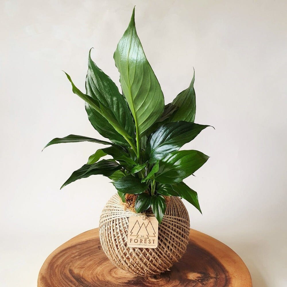 Peace Lily Kokedama - The Forest Collection - Toast and honey studio