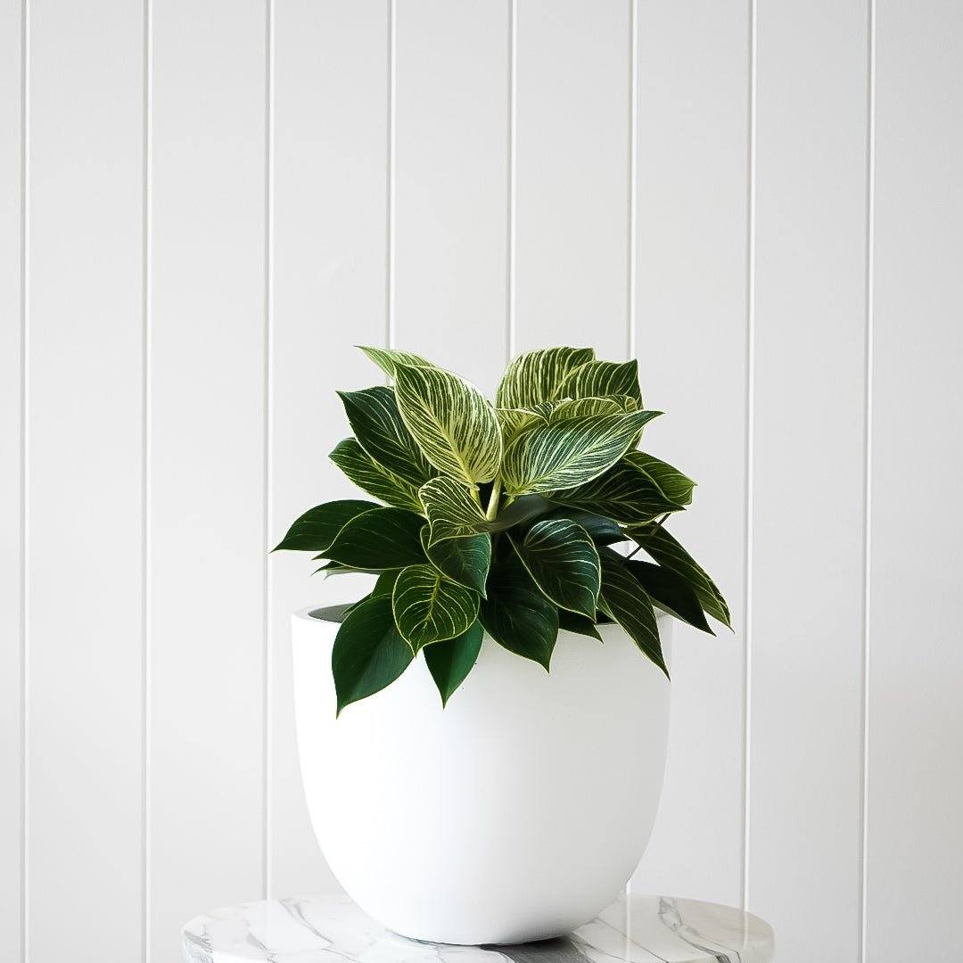 Philodendron Birkin - 20cm Nursery Pot - Toast and honey studio