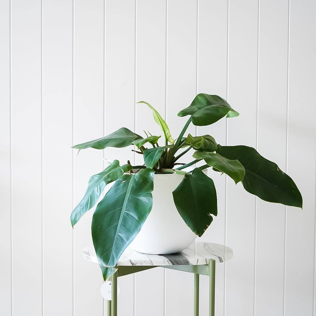 Philodendron Imperial Green - 20cm Nursery Pot - Toast and honey studio