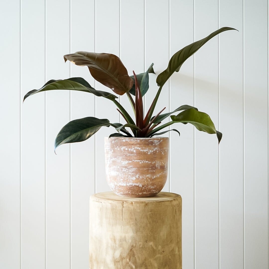 Rustic Planter & Philodendron Package - Toast and honey studio