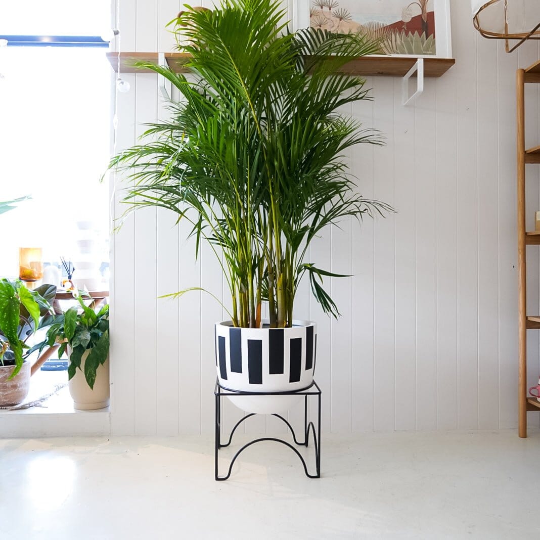 Silhouette Planter & Palm Package - Toast and honey studio