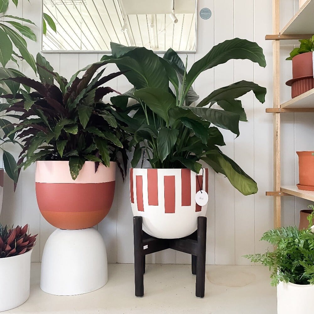 Silhouette Planter by Toast and honey studio