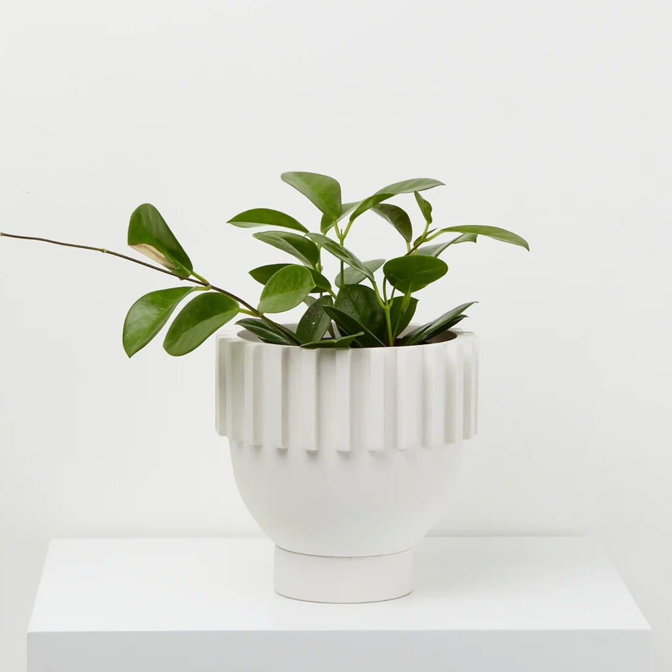 Solstice Pot - White by Capra Designs - Toast and honey studio