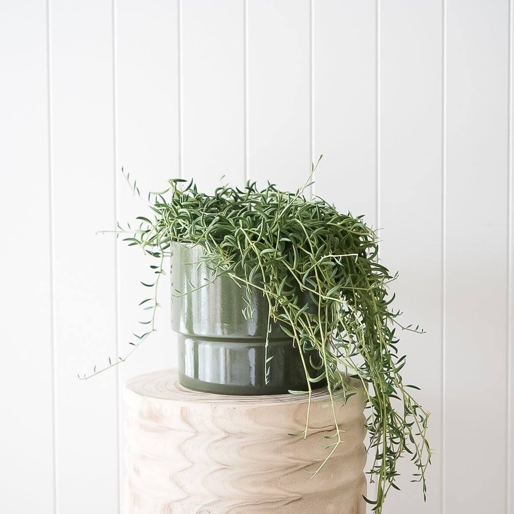 Sonny Planter and String of Beans Package - Toast and honey studio