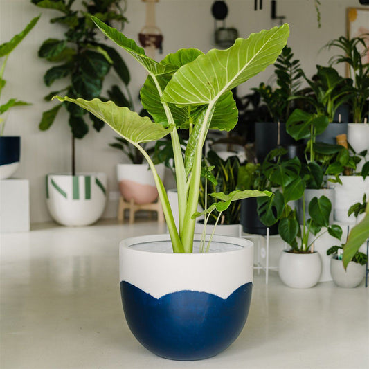Sorbet Planter - Blue in Extra Small - Toast and honey studio
