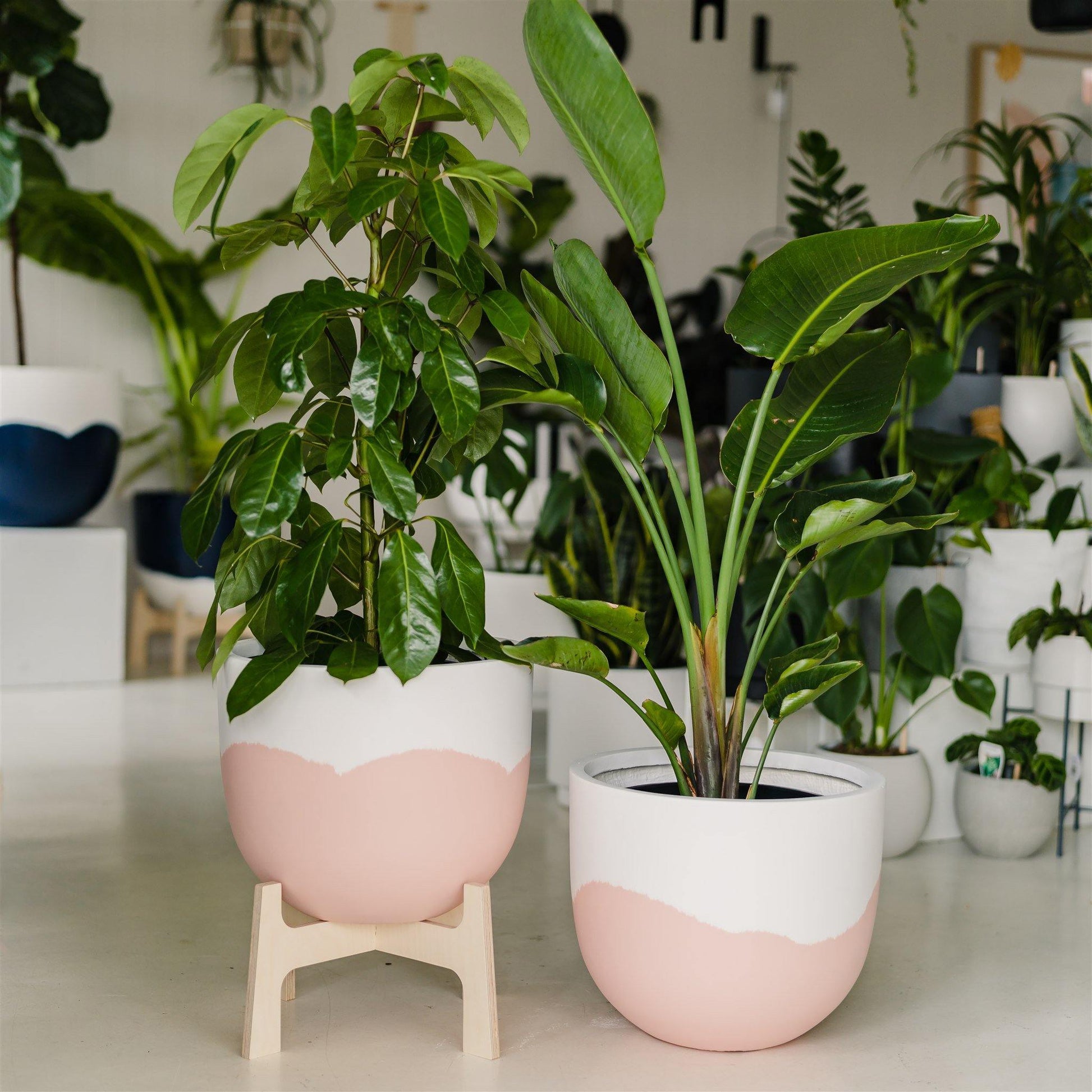 Sorbet Planter - Pink in Extra Small - Toast and honey studio
