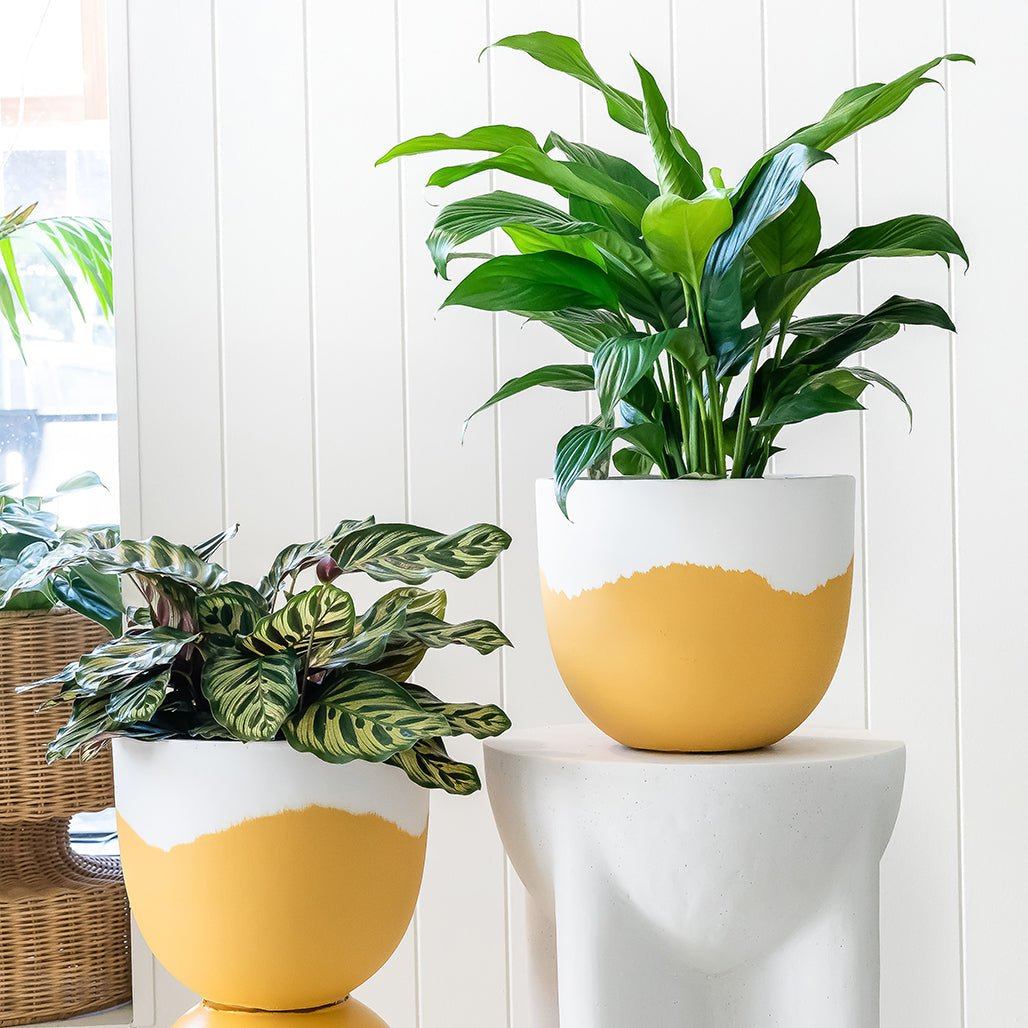 Sorbet Planter - Yellow in Extra Small - Toast and honey studio