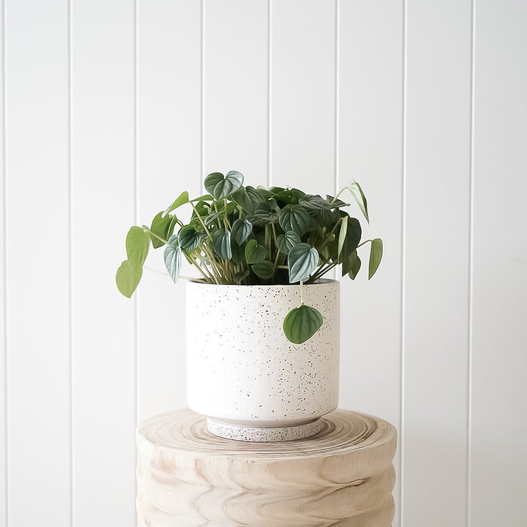 Spotty Planter and Peperomia Package - Toast and honey studio