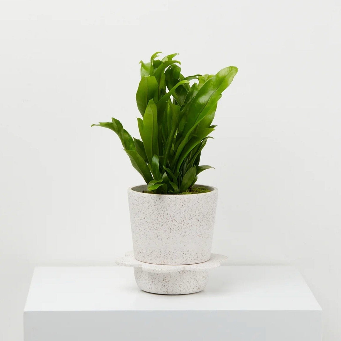 Spring Pot - White/Clay Speckle by Capra Designs - Toast and honey studio