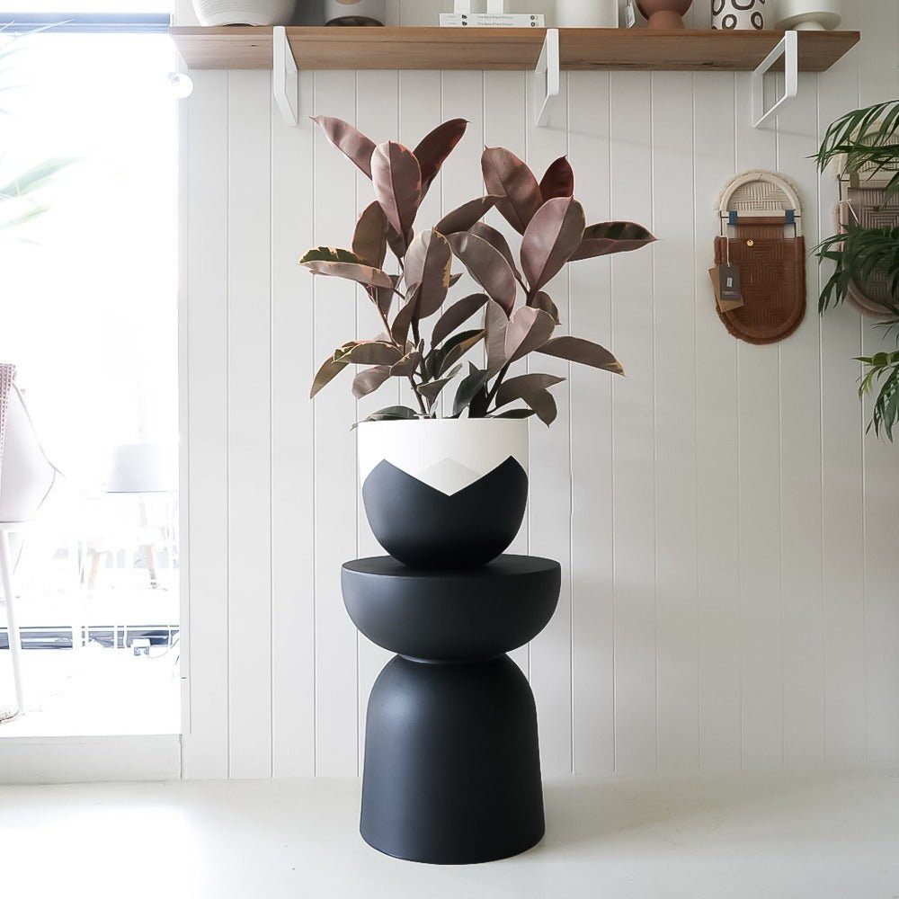 Summit Planter and Ficus Elastica Package - Toast and honey studio
