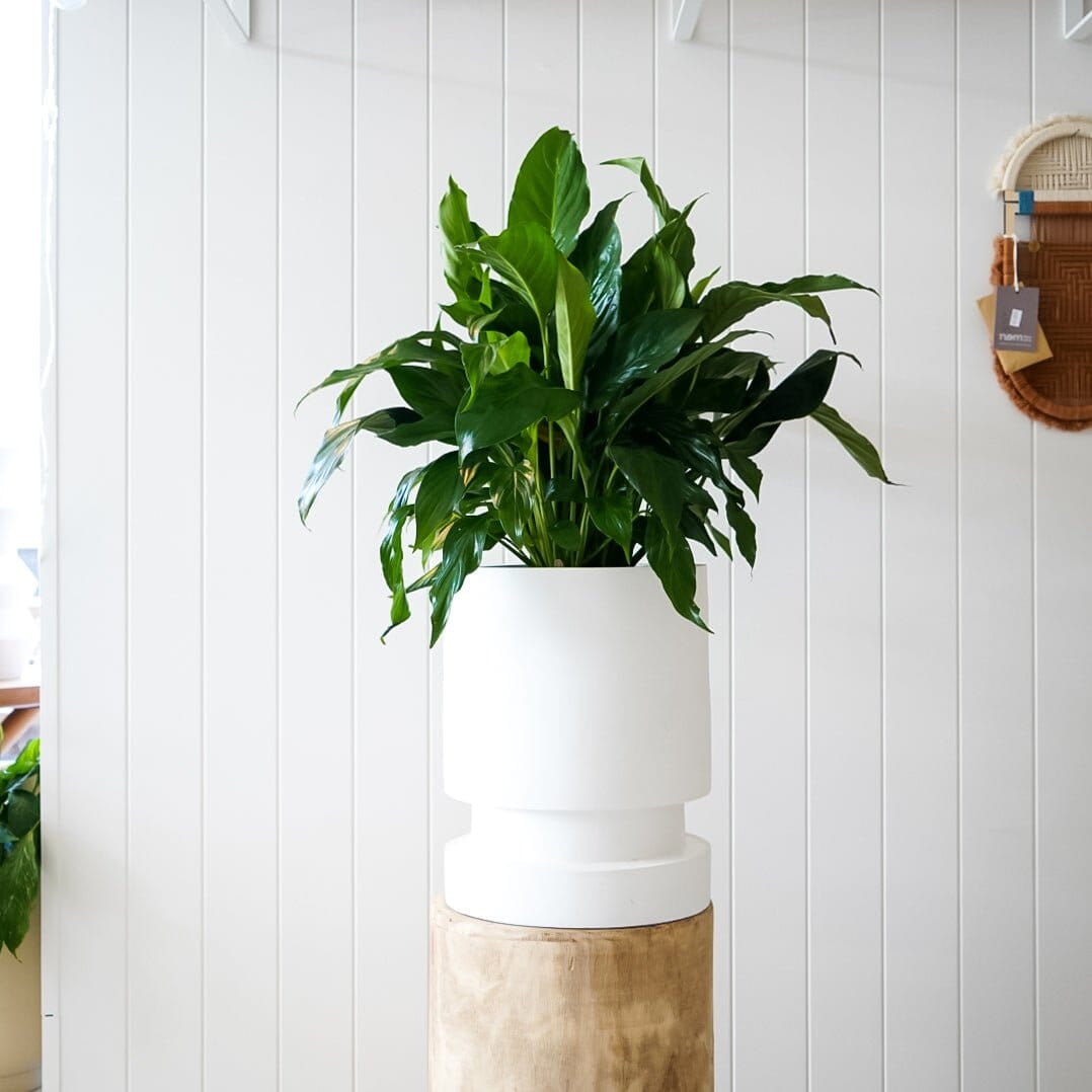 Timber Planter & Peace Lily Package - Toast and honey studio