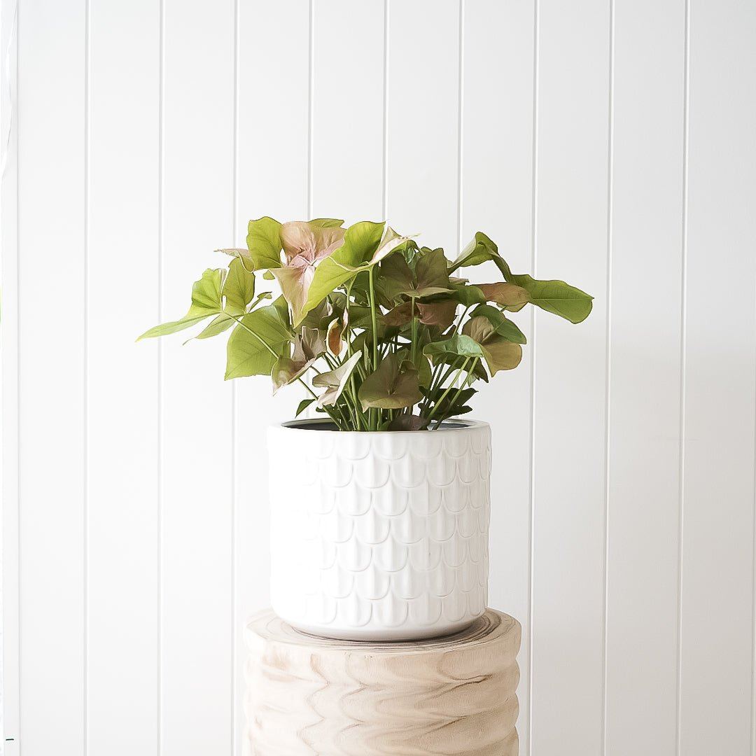 Tivana Planter and Syngonium Package - Toast and honey studio