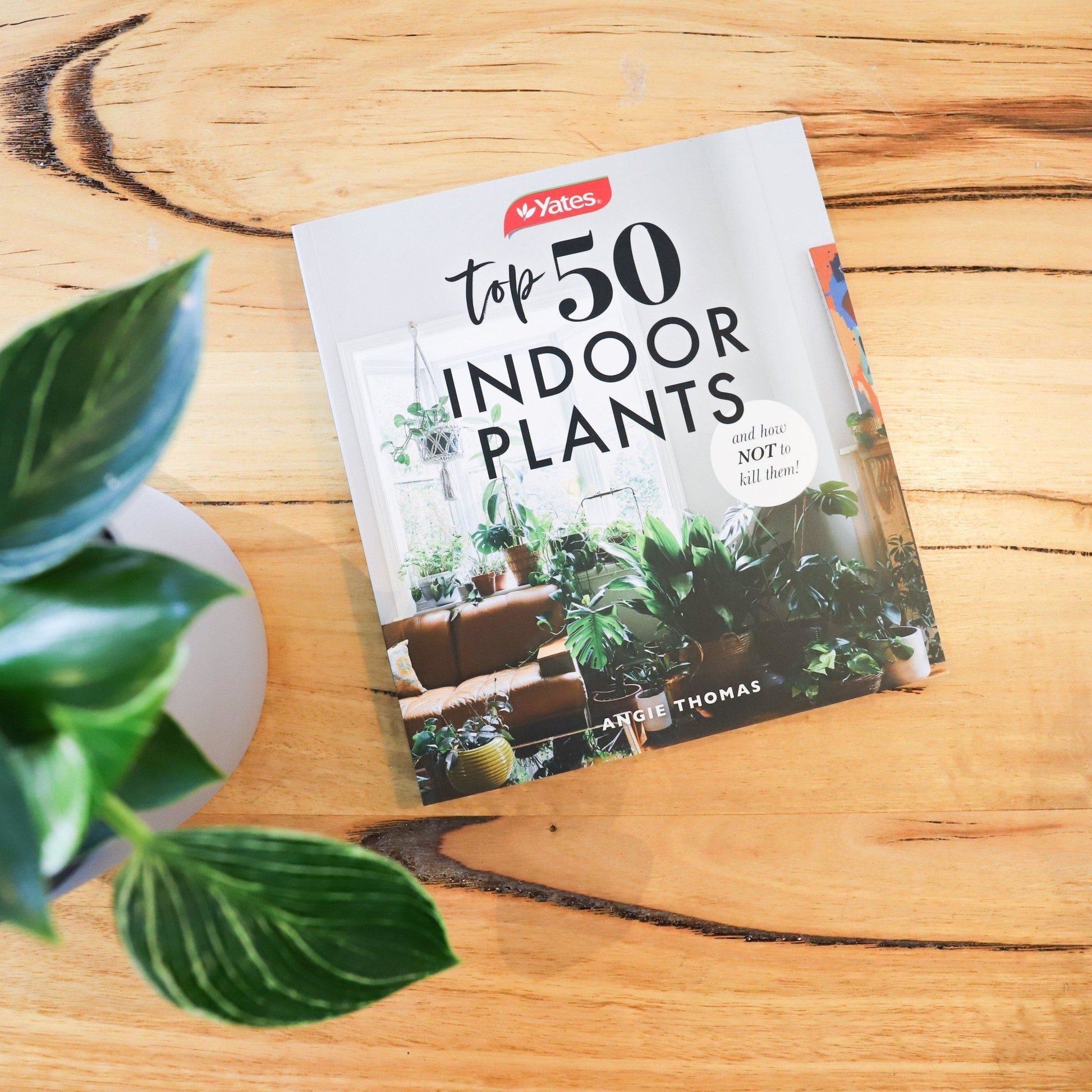 Top 50 Indoor Plants - Toast and honey studio