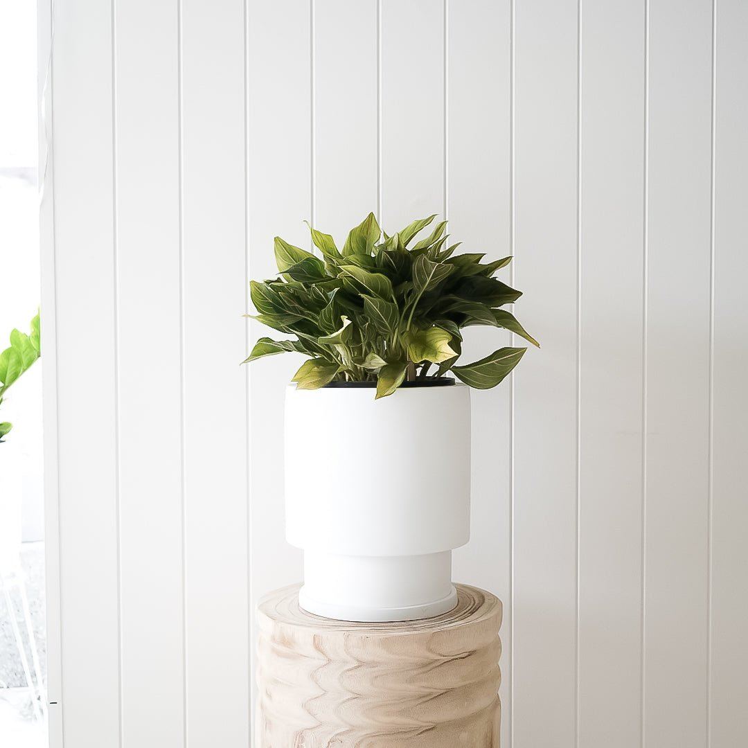 Tower Planter and Aglaonema Package - Toast and honey studio