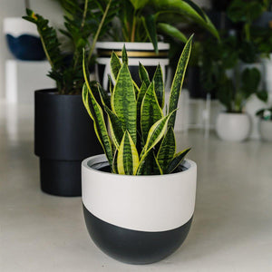 Venice Planter - Toast and honey studio