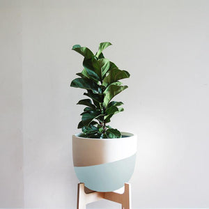 Venice Planter - Toast and honey studio