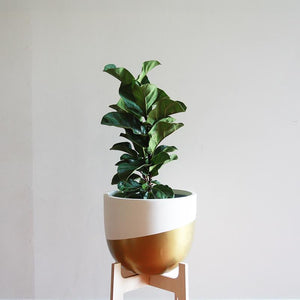 Venice Planter - Toast and honey studio