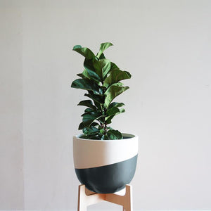 Venice Planter - Toast and honey studio